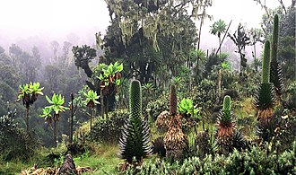 Rwenzori Mountains National Park