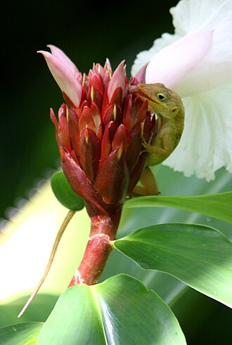 Botanical Gardens