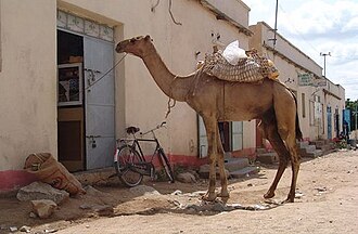 ባረንቱ Barentu بارنتو